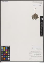Foto von Salix breviserrata Flod.